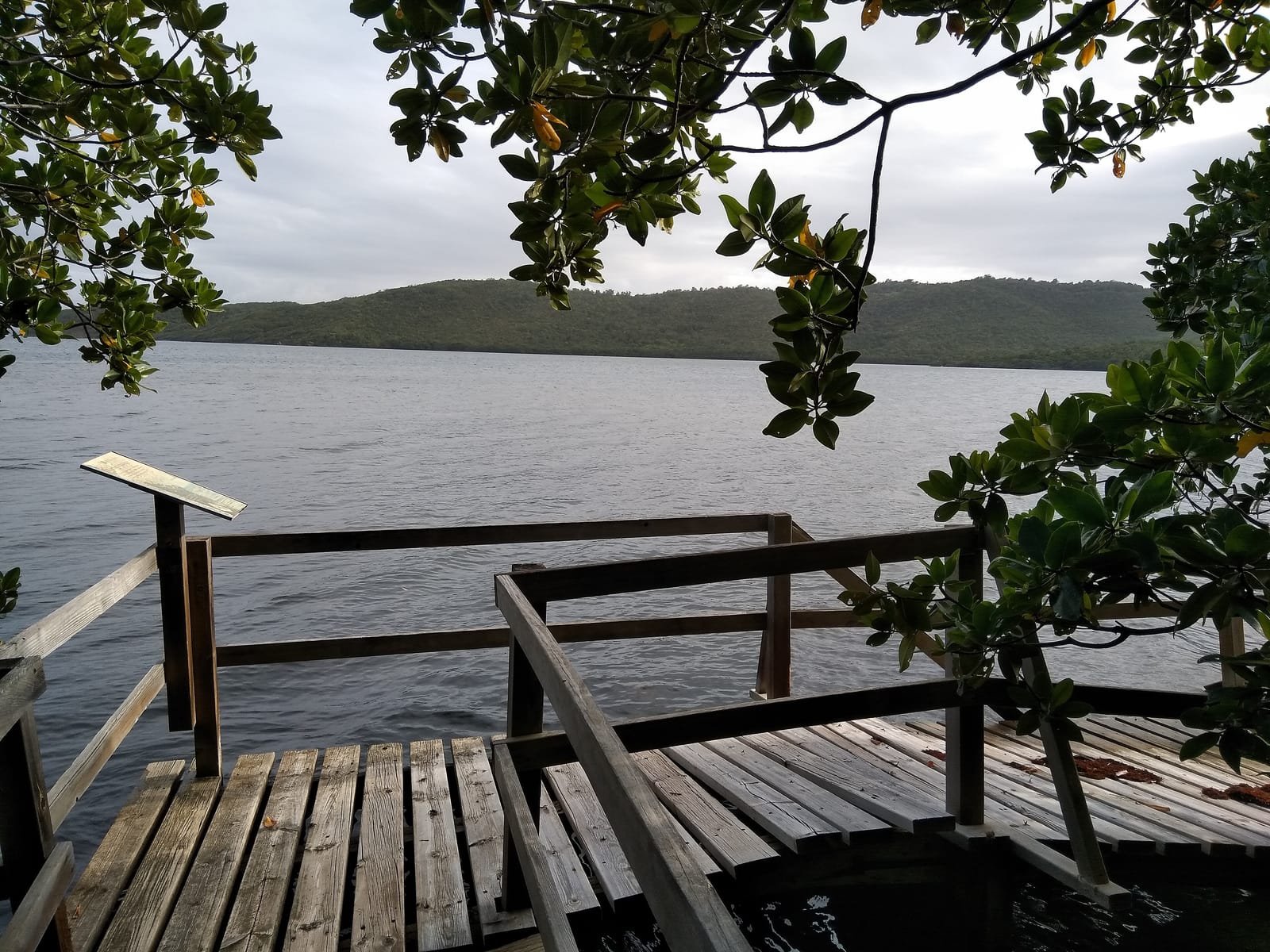 La mangrove de la presqu'île de la Caravelle
