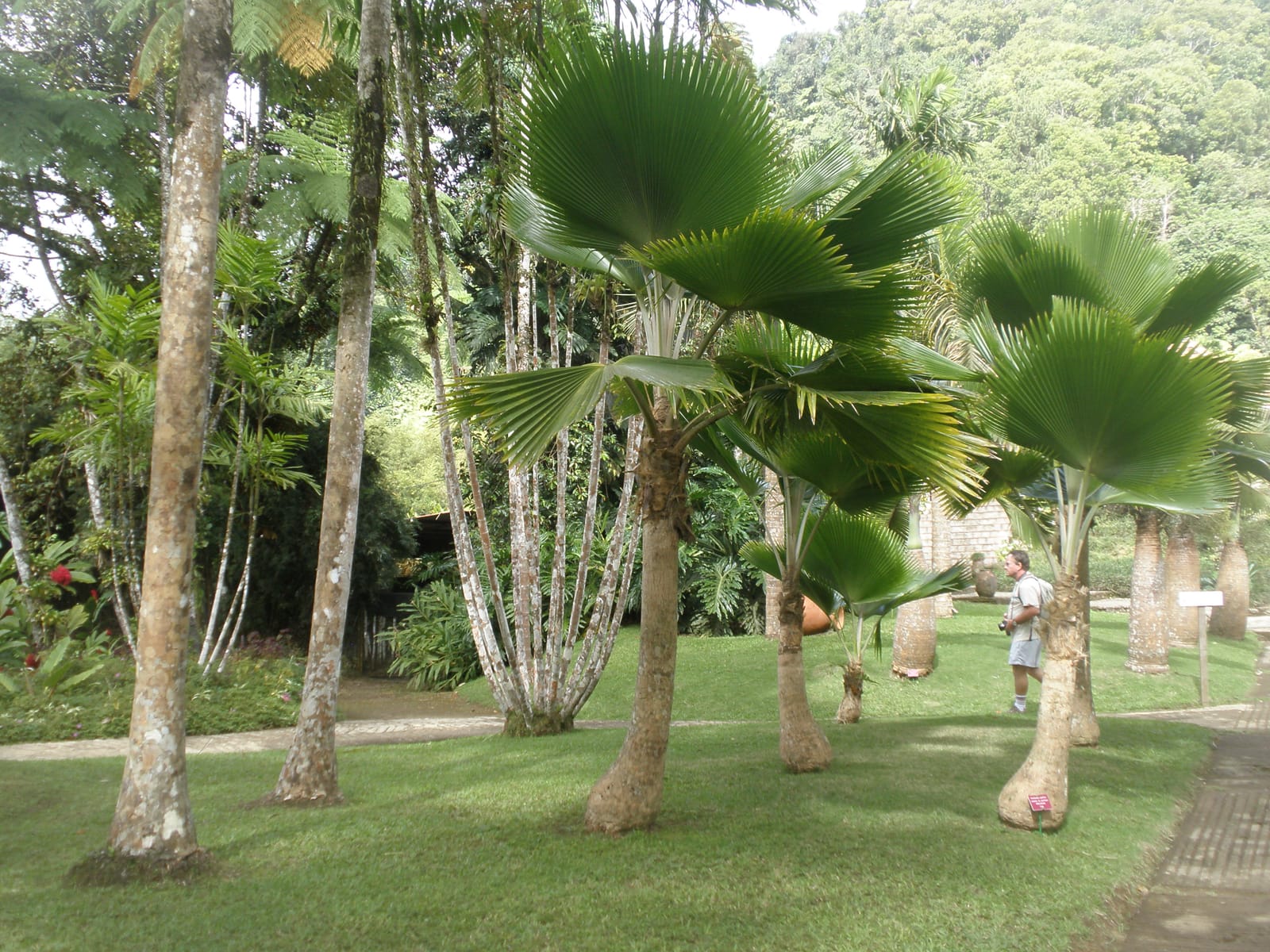 Une allée de palmiers au jardin de Balata