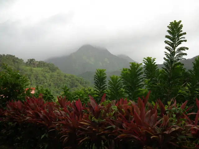 Le piton Lacroix, l'un des pitons du Carbet, dans la forêt