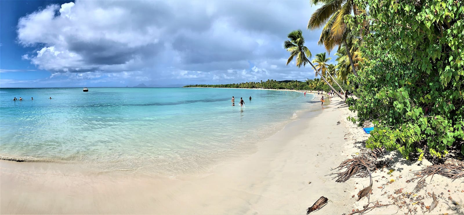 Les cocotiers au bord de la plage des Salines
