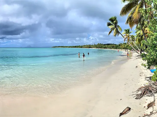 Coconut palms along Les Salines beach
